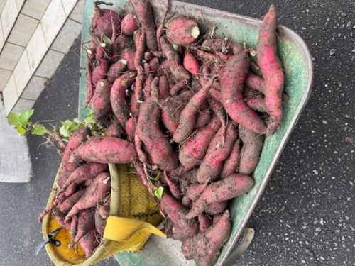収穫したサツマイモの写真
